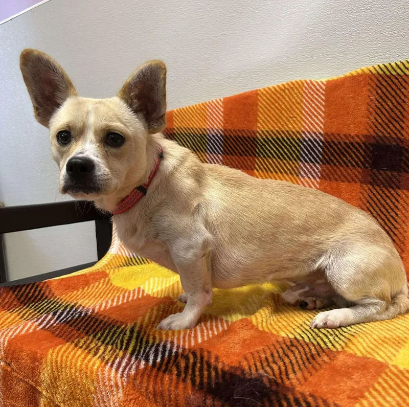 Taco Shell thumbnail 3