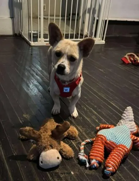 Taco Shell thumbnail 4