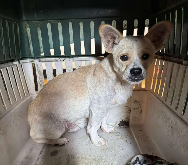 Taco Shell thumbnail 5