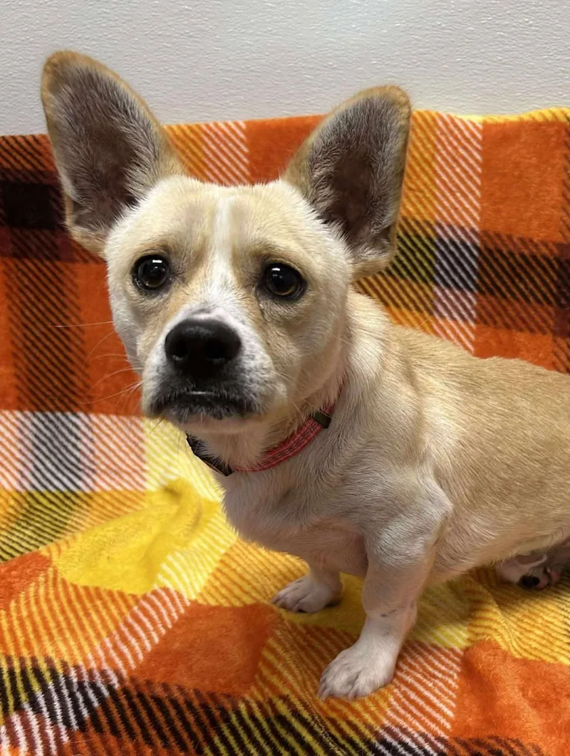 Taco Shell thumbnail 6