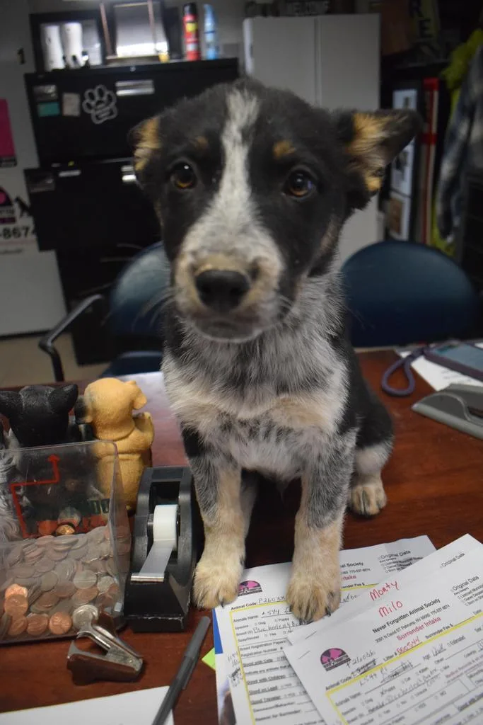 Maverick thumbnail 2