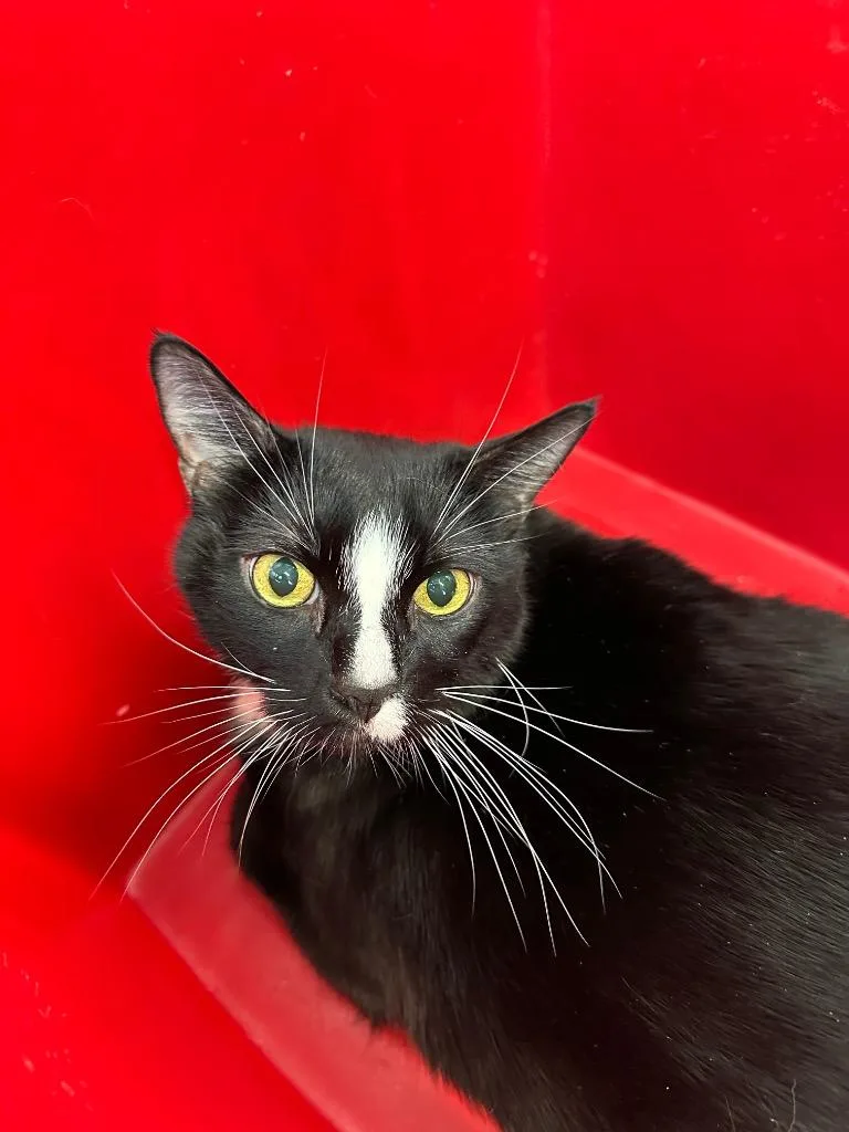 Kubo  Sponsored By thumbnail 2