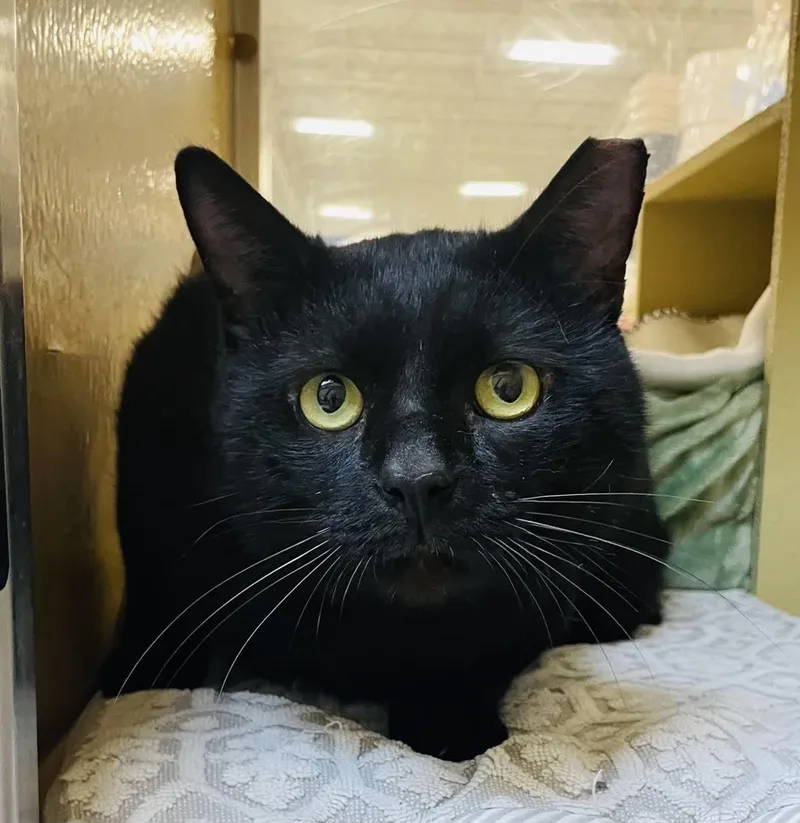 Kuro Neko thumbnail 2