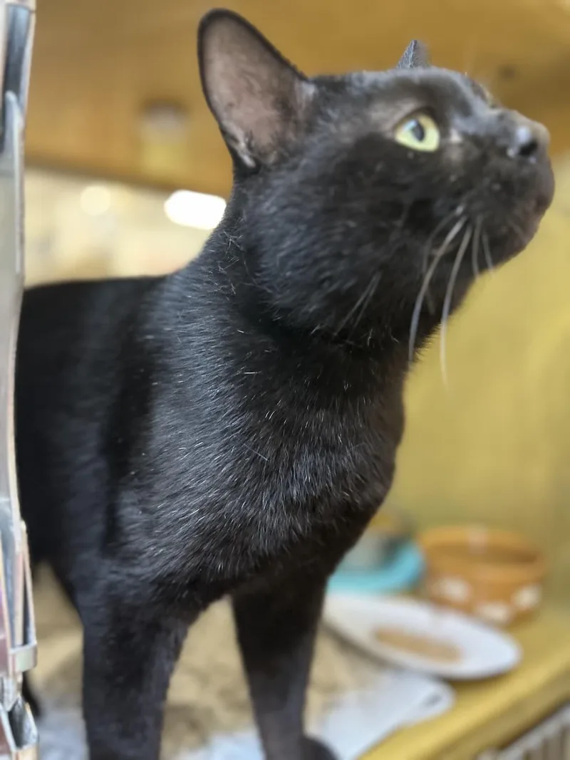 Kuro Neko thumbnail 3