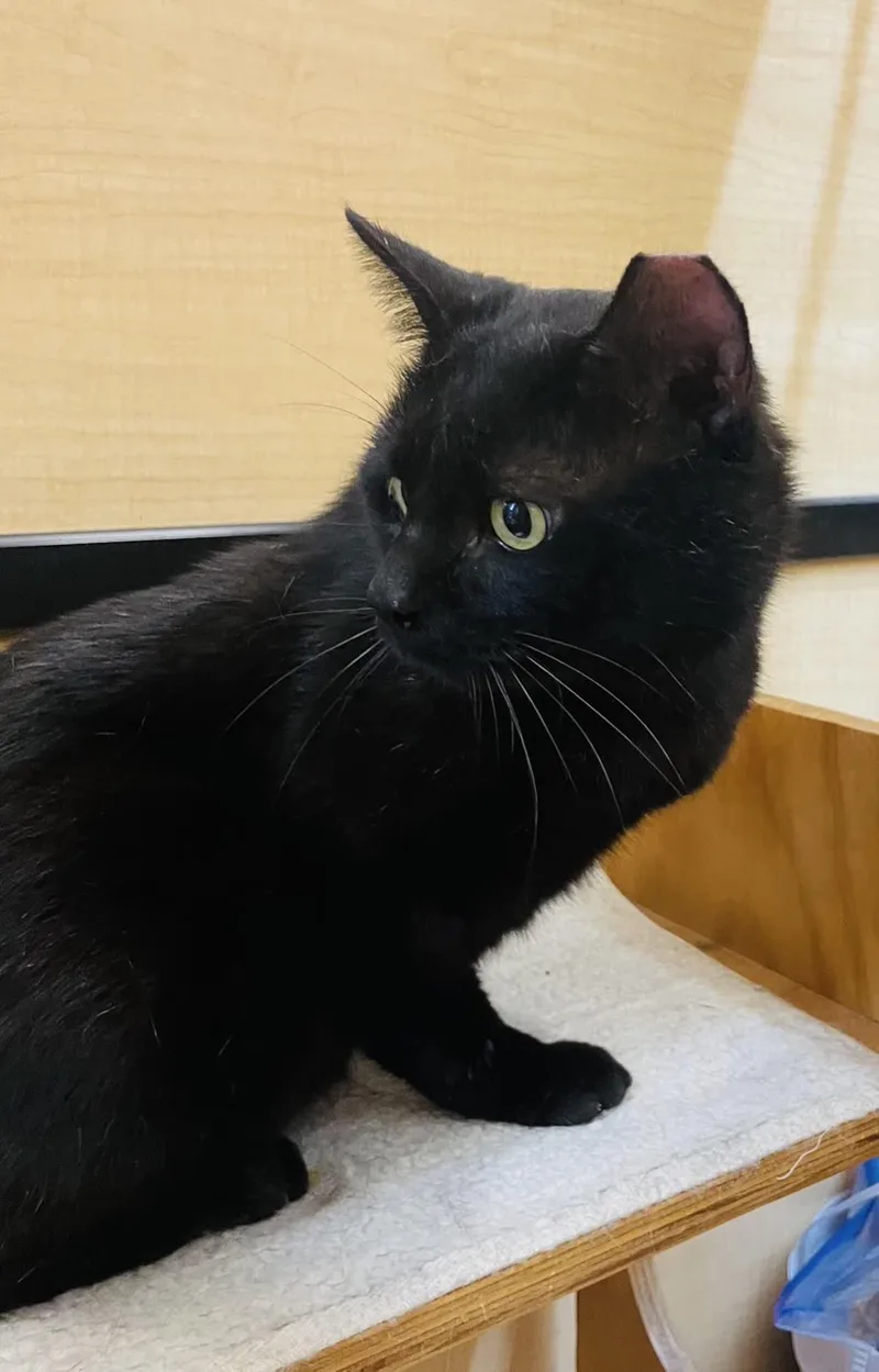 Kuro Neko thumbnail 4