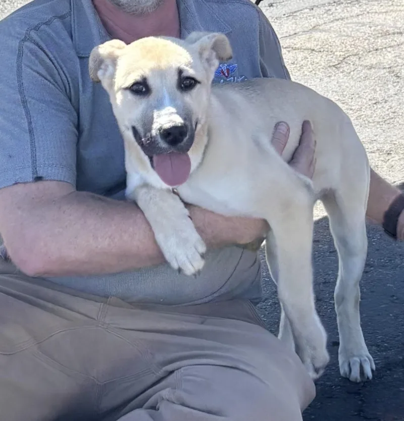 Roxy  The Darling thumbnail 2