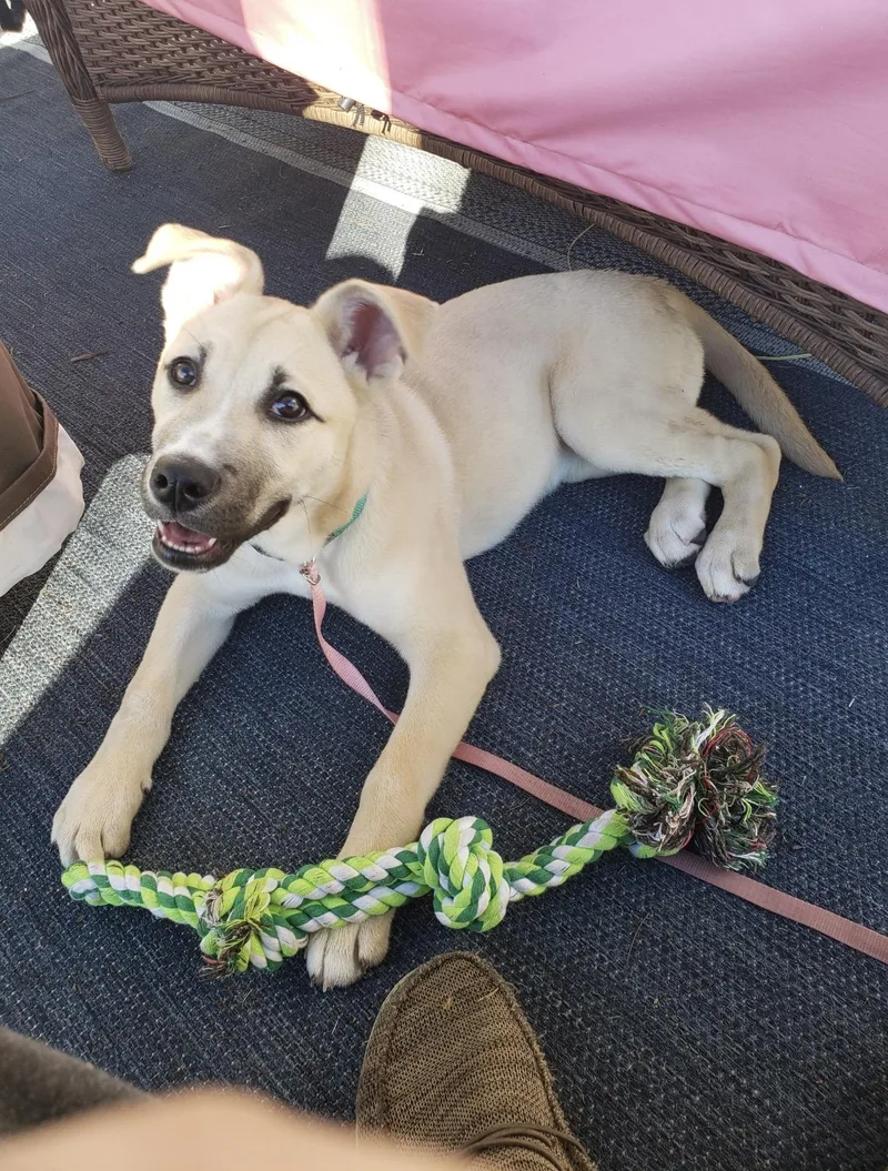 Roxy  The Darling thumbnail 3