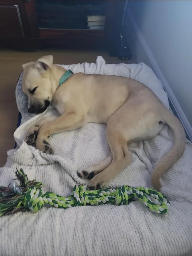 Roxy  The Darling thumbnail 4