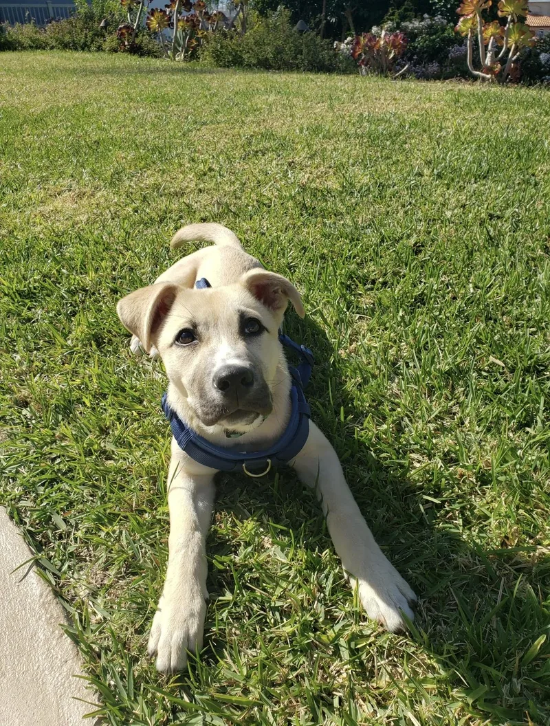 Roxy  The Darling thumbnail 5