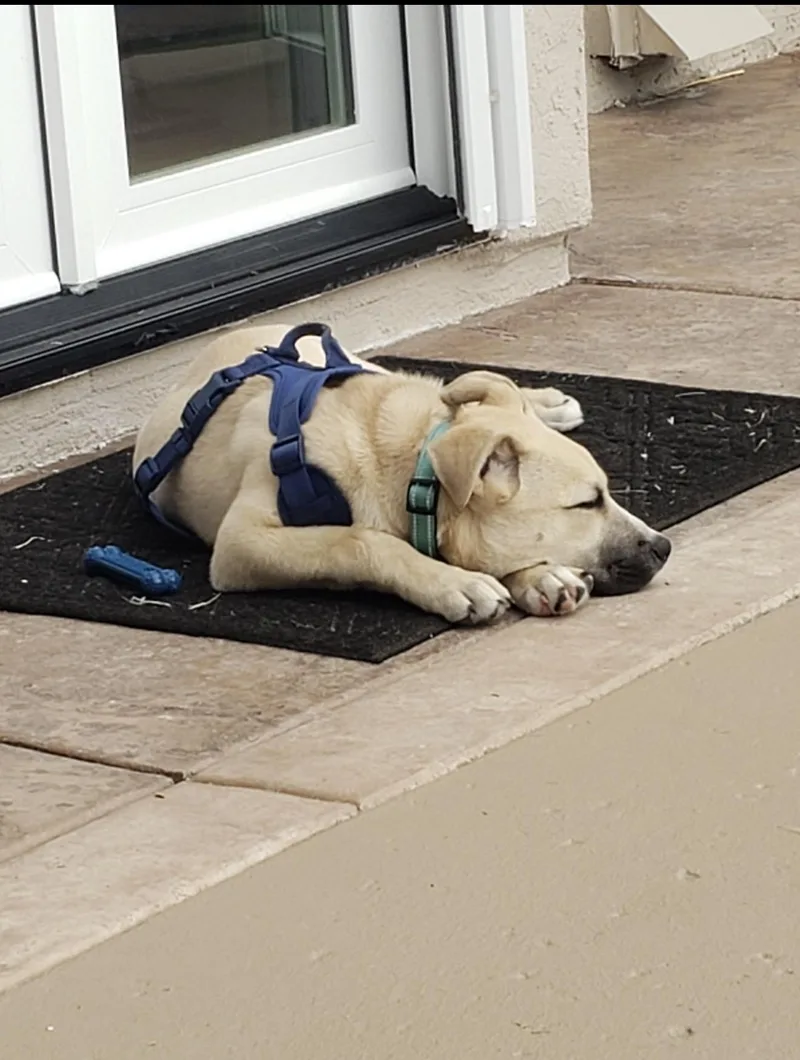 Roxy  The Darling thumbnail 6