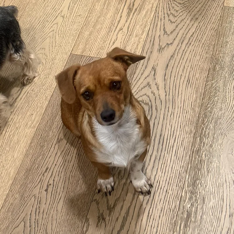 Mr. Cutie Draco thumbnail 2