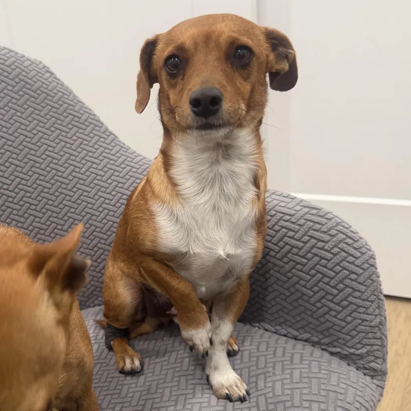 Mr. Cutie Draco thumbnail 5