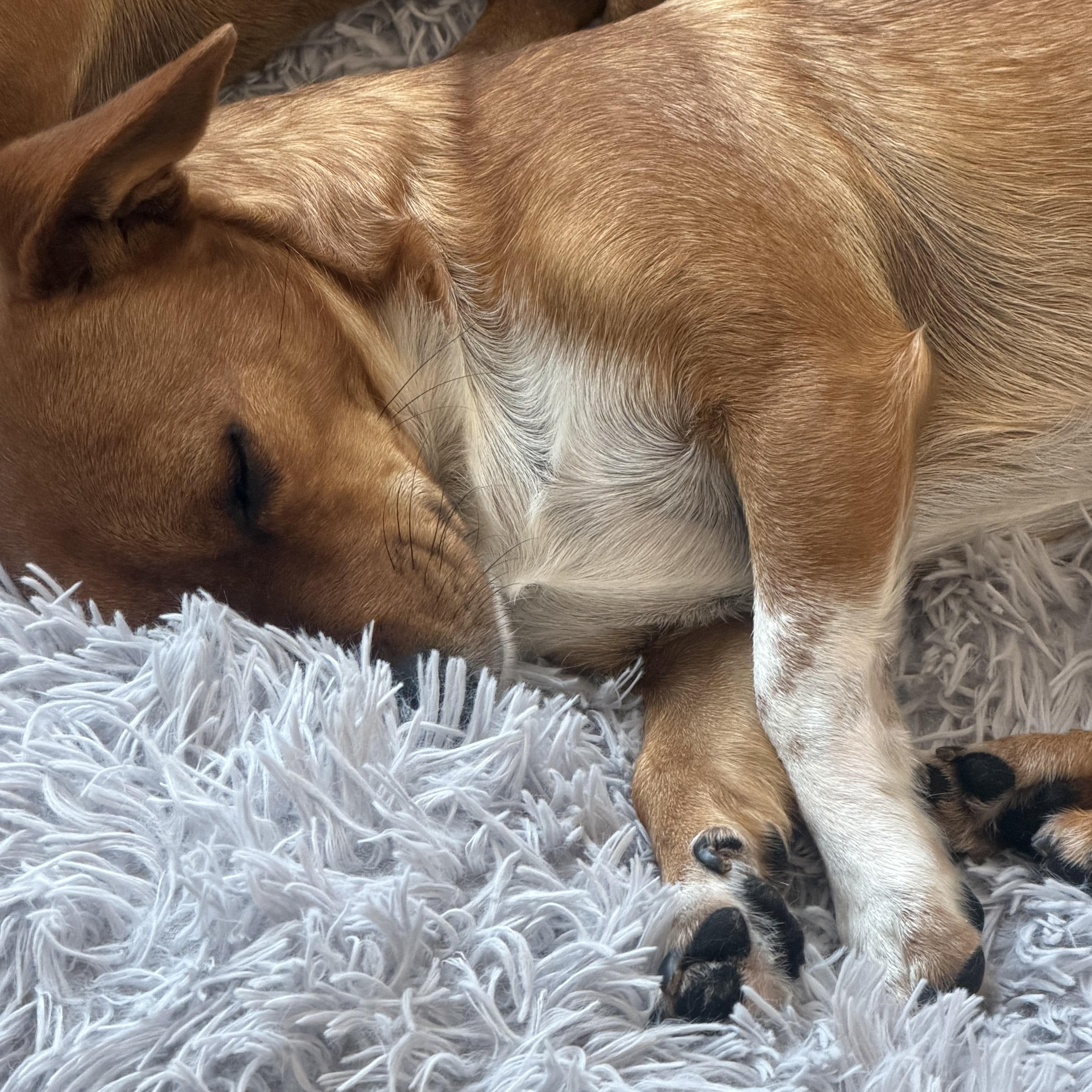 Mr. Cutie Draco thumbnail 6