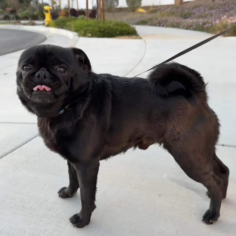 Mr. Shadow Pugsley thumbnail 2