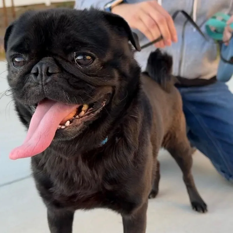 Mr. Shadow Pugsley thumbnail 3