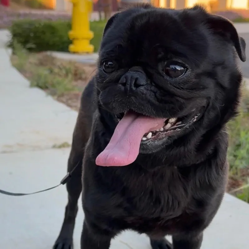 Mr. Shadow Pugsley thumbnail 4