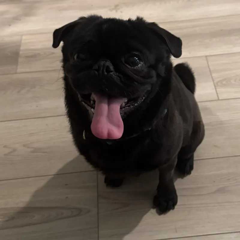 Mr. Shadow Pugsley thumbnail 5