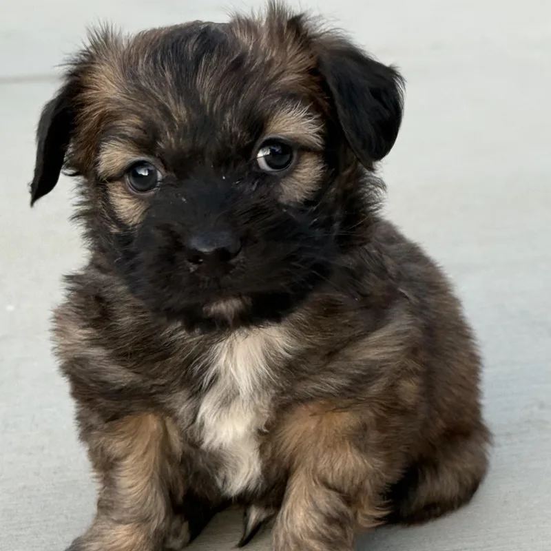 Mr. Softy Mocha thumbnail 2