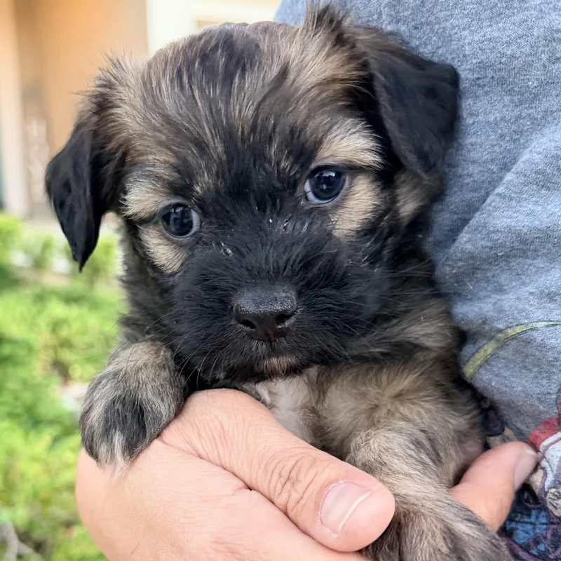 Mr. Softy Mocha thumbnail 3