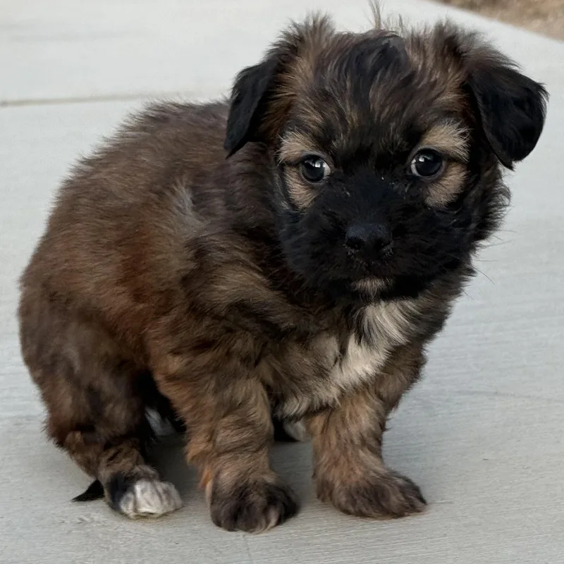 Mr. Softy Mocha thumbnail 4