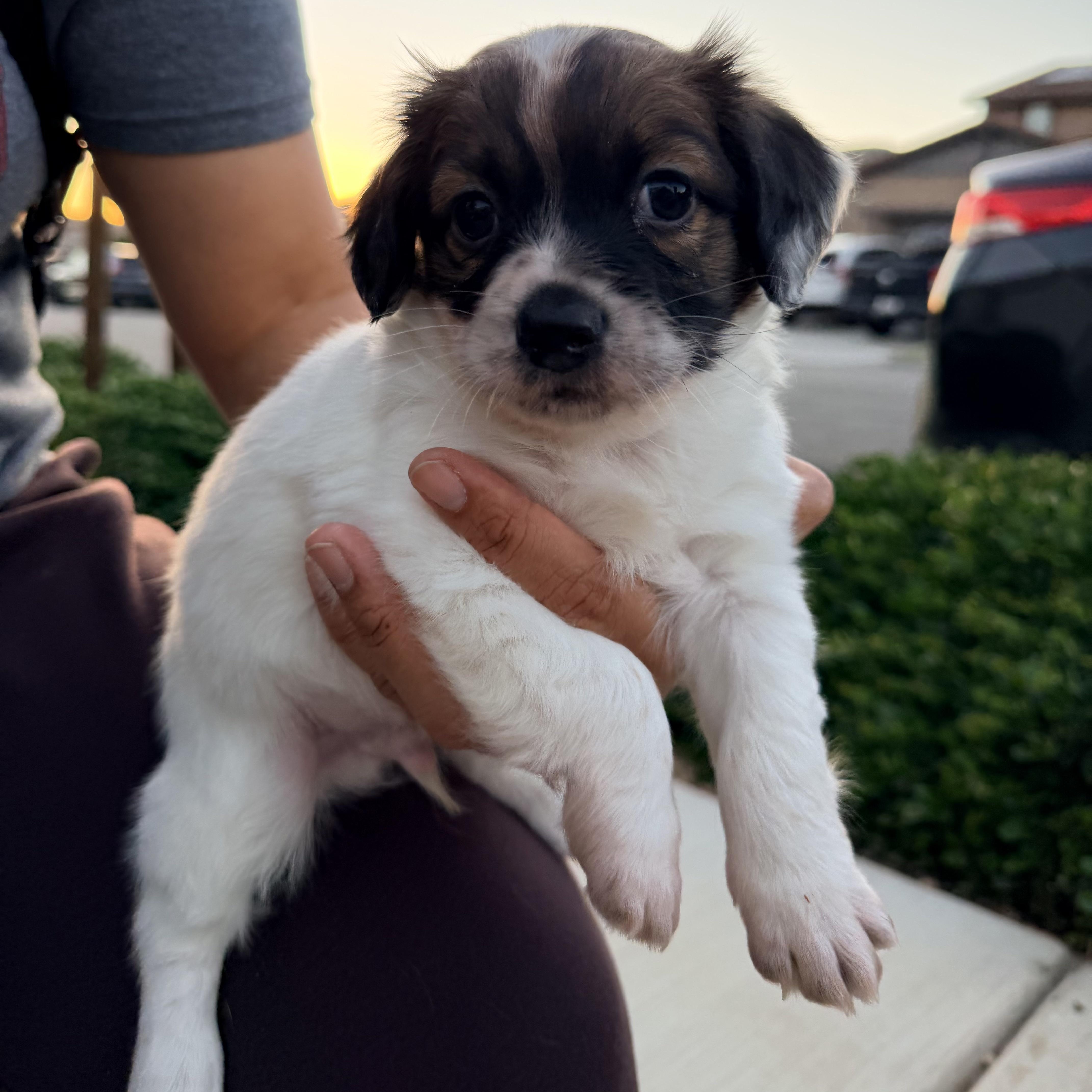 Mr. Sweet Marshmellow thumbnail 2