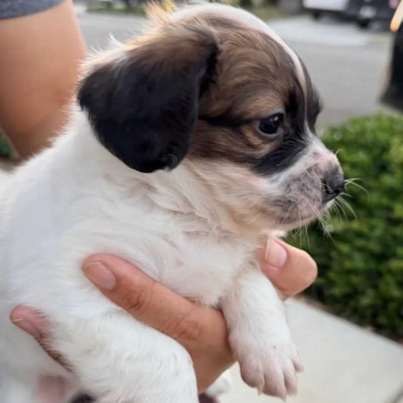 Mr. Sweet Marshmellow thumbnail 3