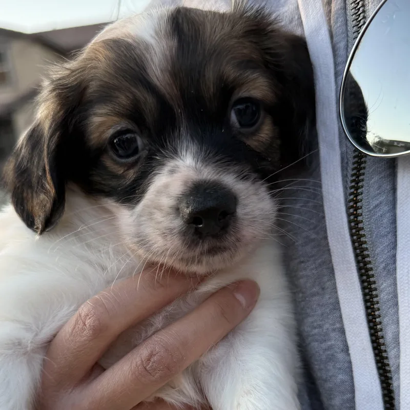 Mr. Sweet Marshmellow