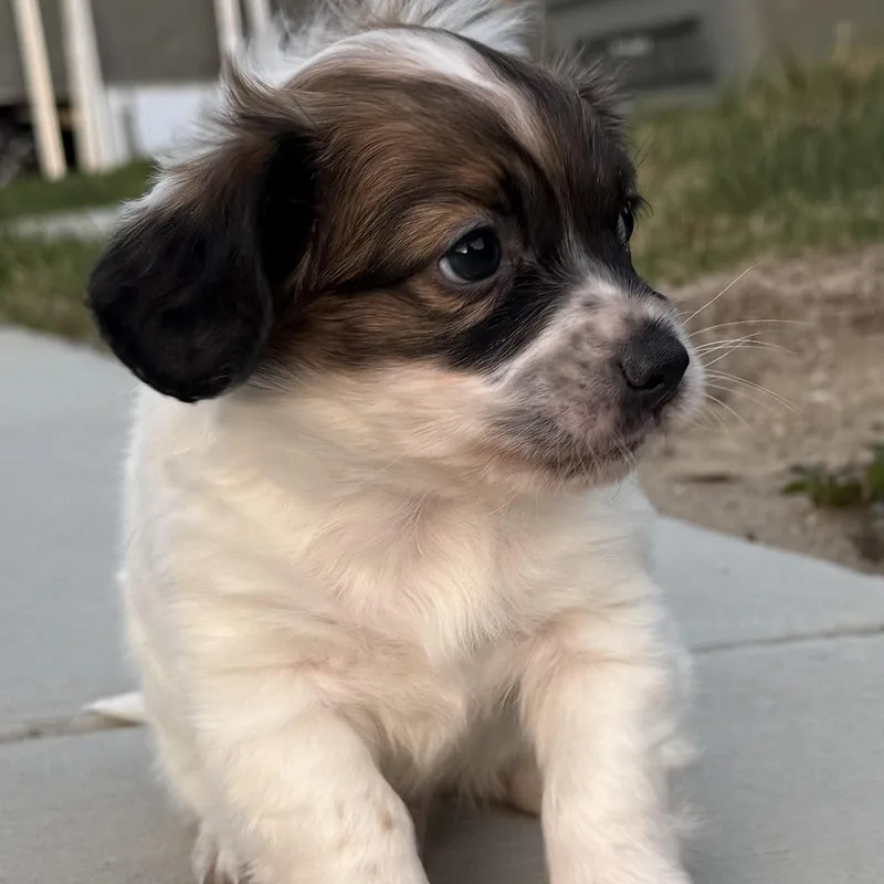 Mr. Sweet Marshmellow thumbnail 4