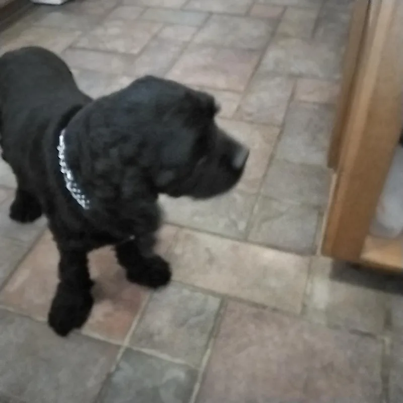 Huckleberry thumbnail 2