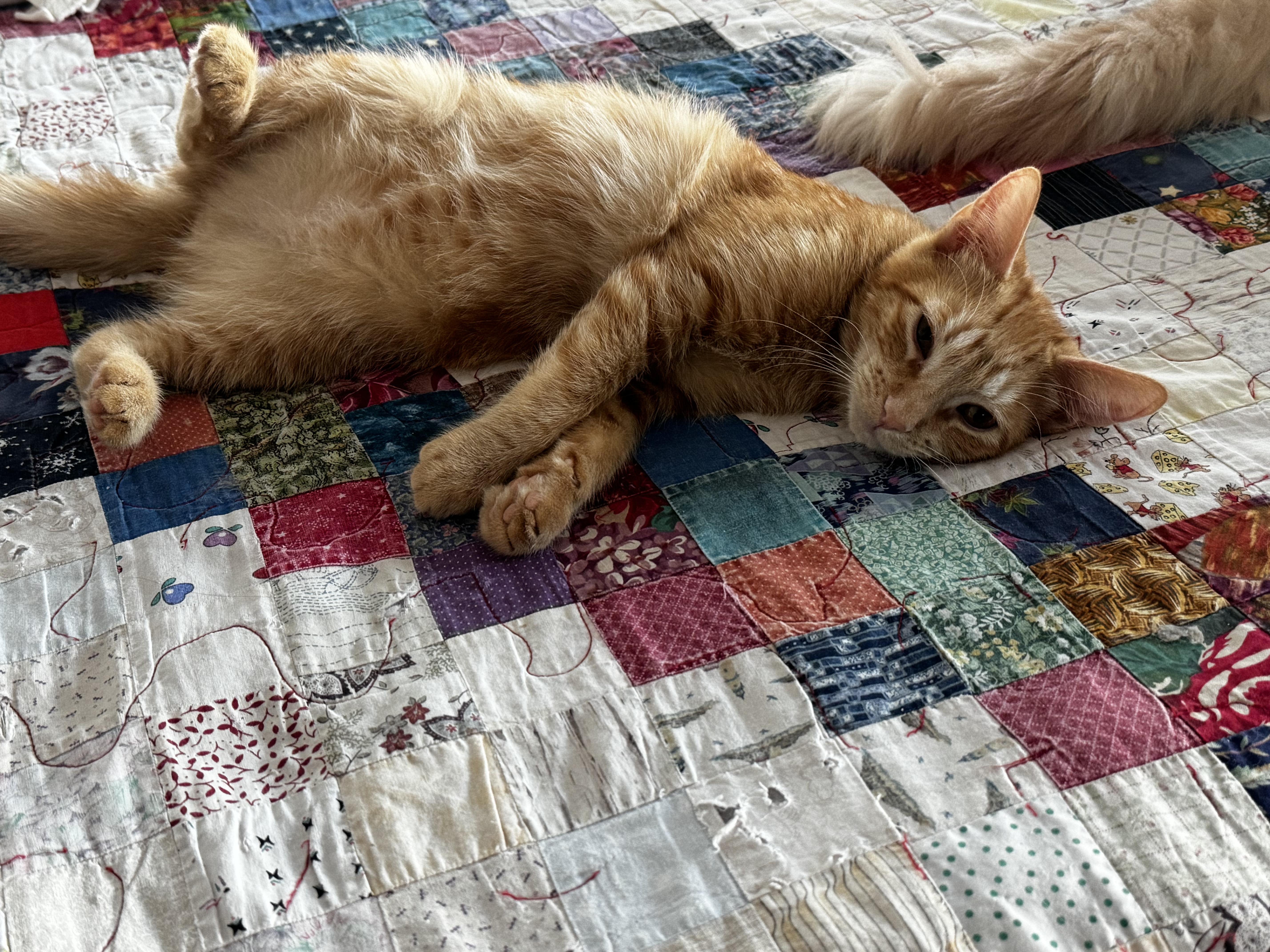 Merlin Sleek And Cuddly thumbnail 2