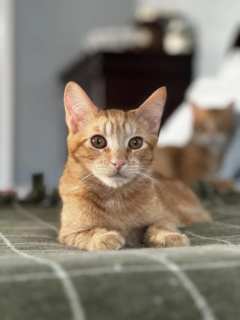 Merlin Sleek And Cuddly