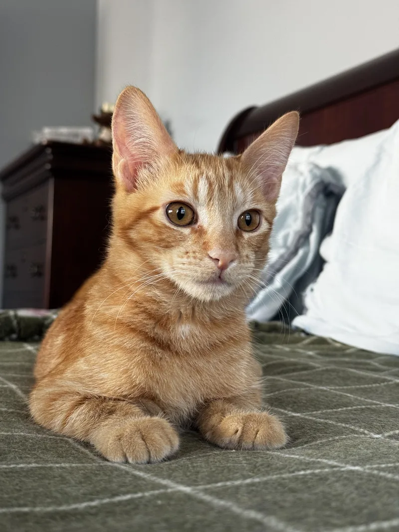 Merlin Sleek And Cuddly thumbnail 3