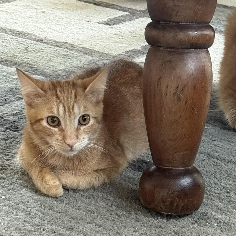 Merlin Sleek And Cuddly thumbnail 4