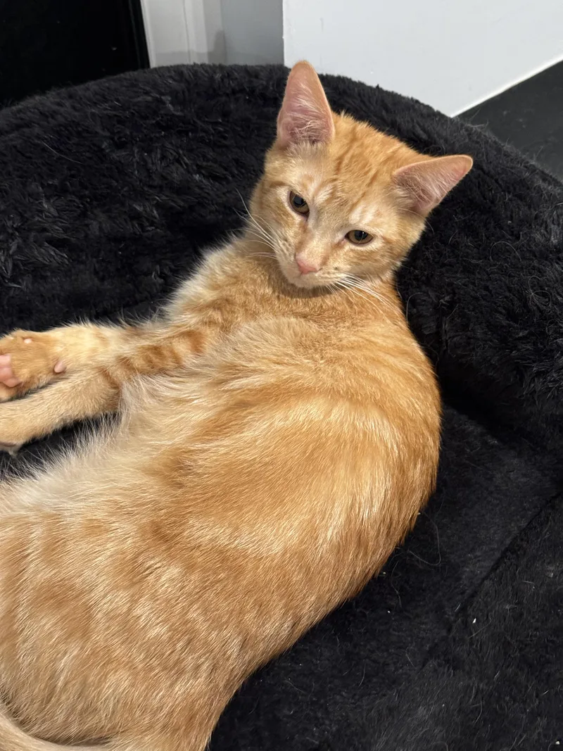 Merlin Sleek And Cuddly thumbnail 5