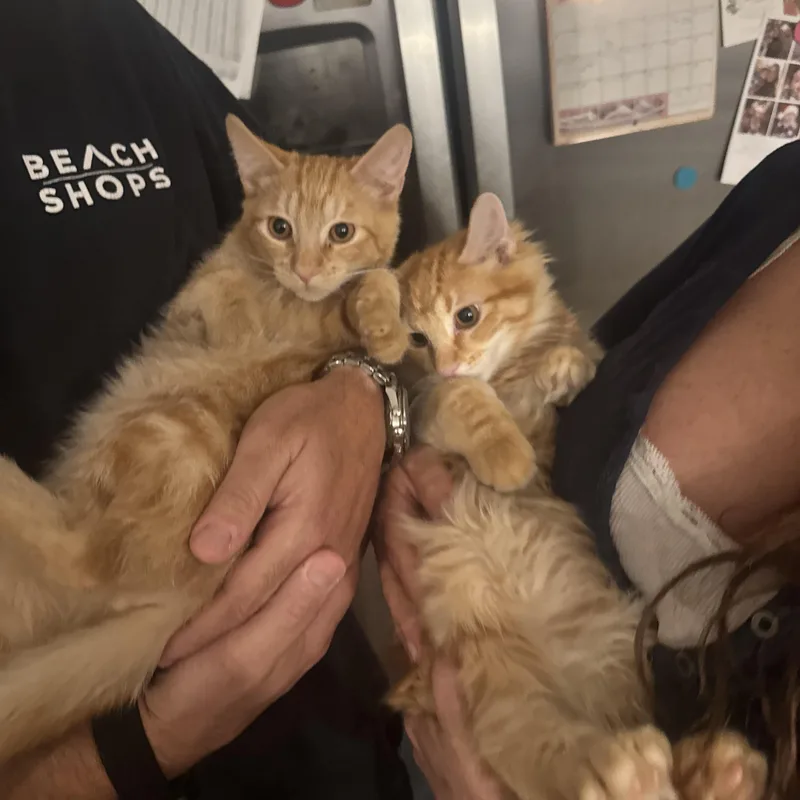 Merlin Sleek And Cuddly thumbnail 6