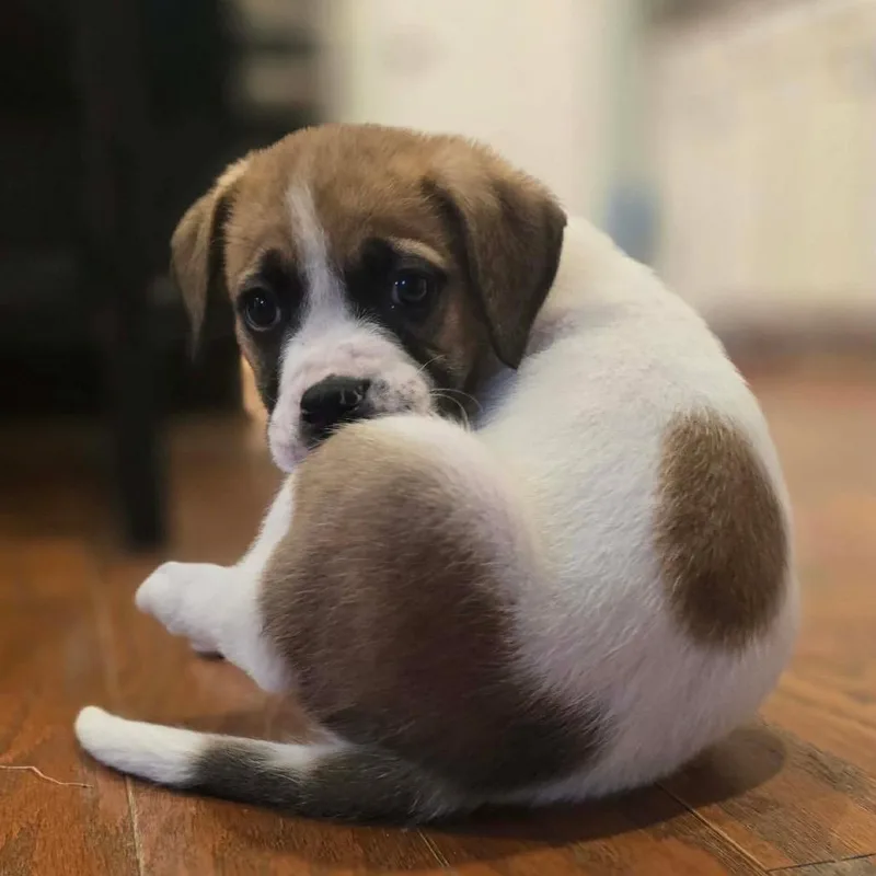 Dwight Schrute thumbnail 2