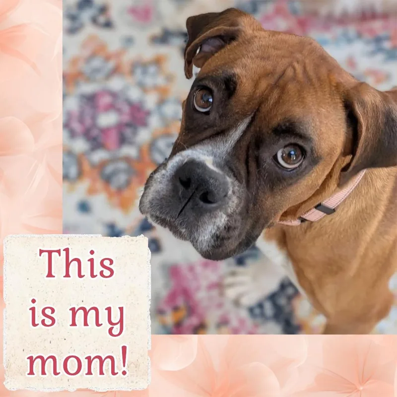 Dwight Schrute thumbnail 3