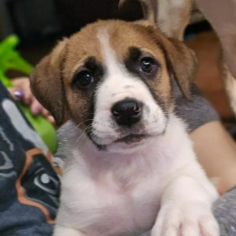 Dwight Schrute thumbnail 4