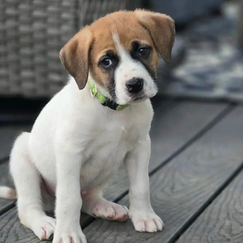 Dwight Schrute thumbnail 5