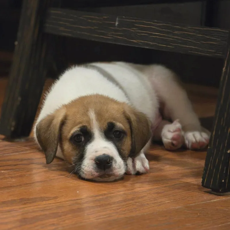 Dwight Schrute thumbnail 6