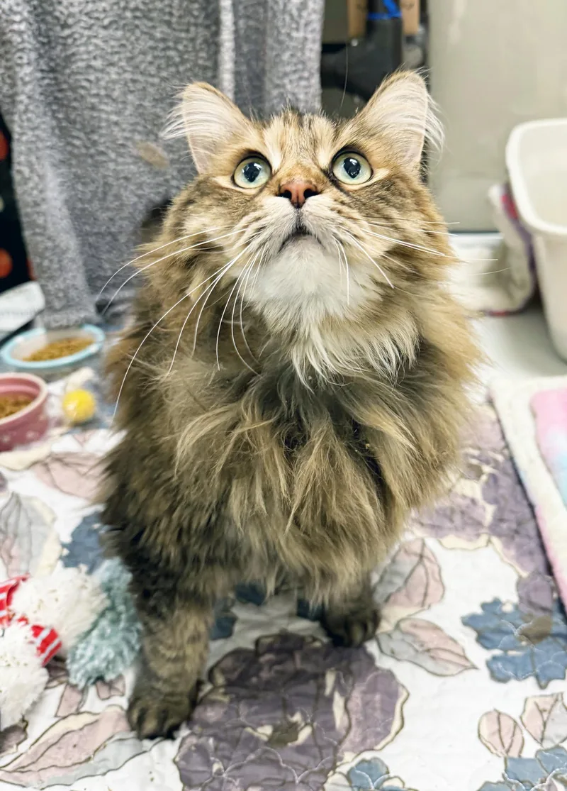 Radar  Floofy Sweetheart! thumbnail 2