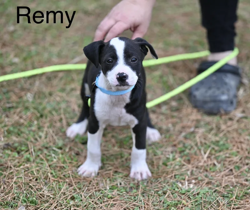 Remy