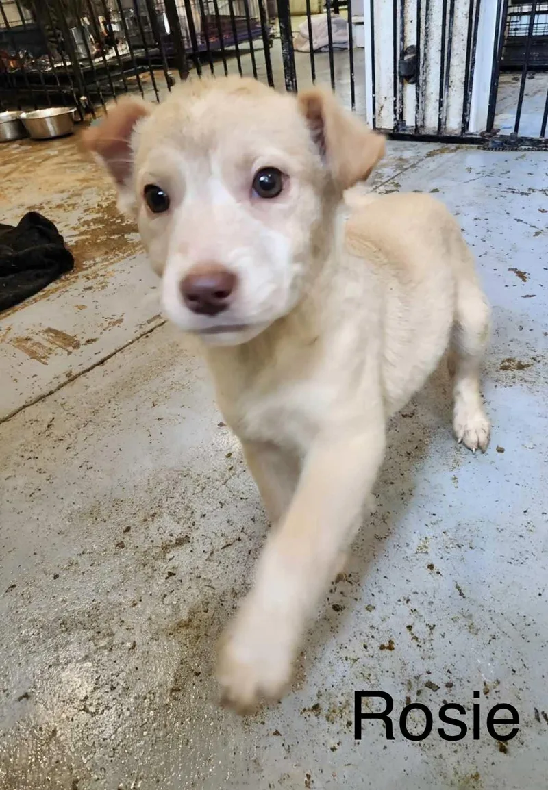 Rosie