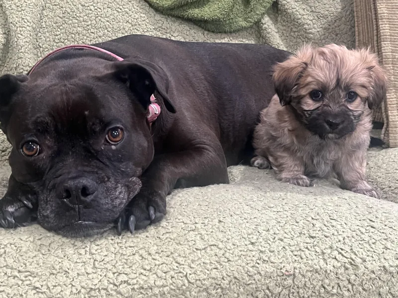 Tinkerbelle's Puppy thumbnail 2