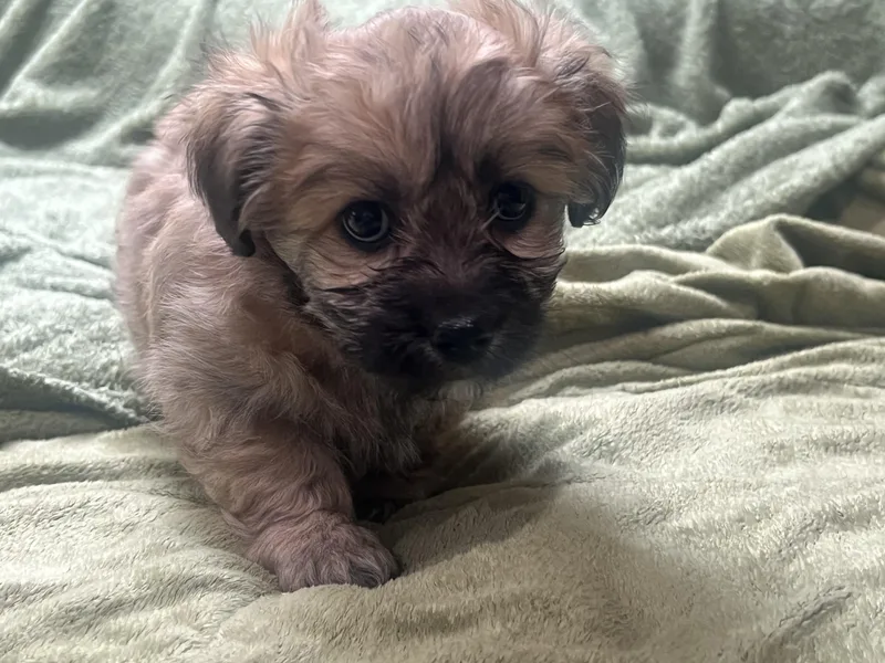 Tinkerbelle's Puppy thumbnail 3
