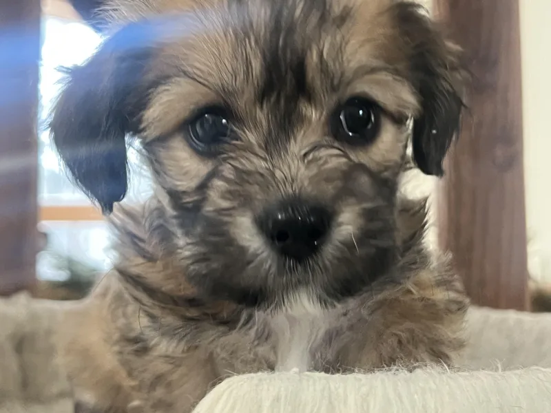 Tinkerbelle's Puppy Tilly