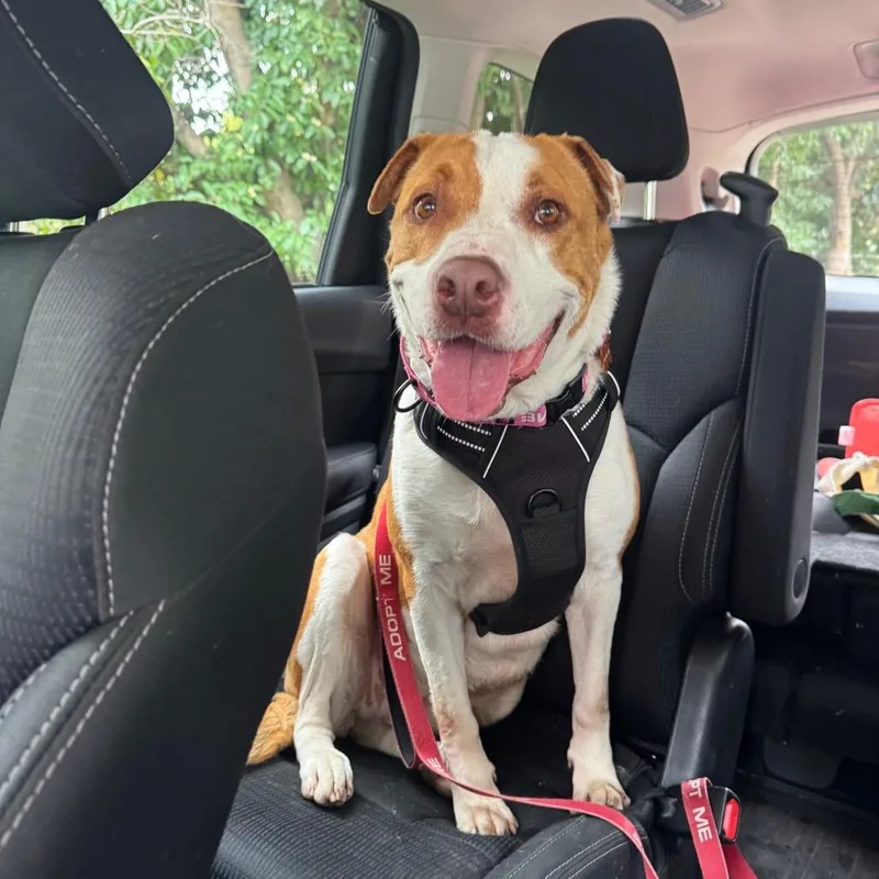 Girlypop thumbnail 4