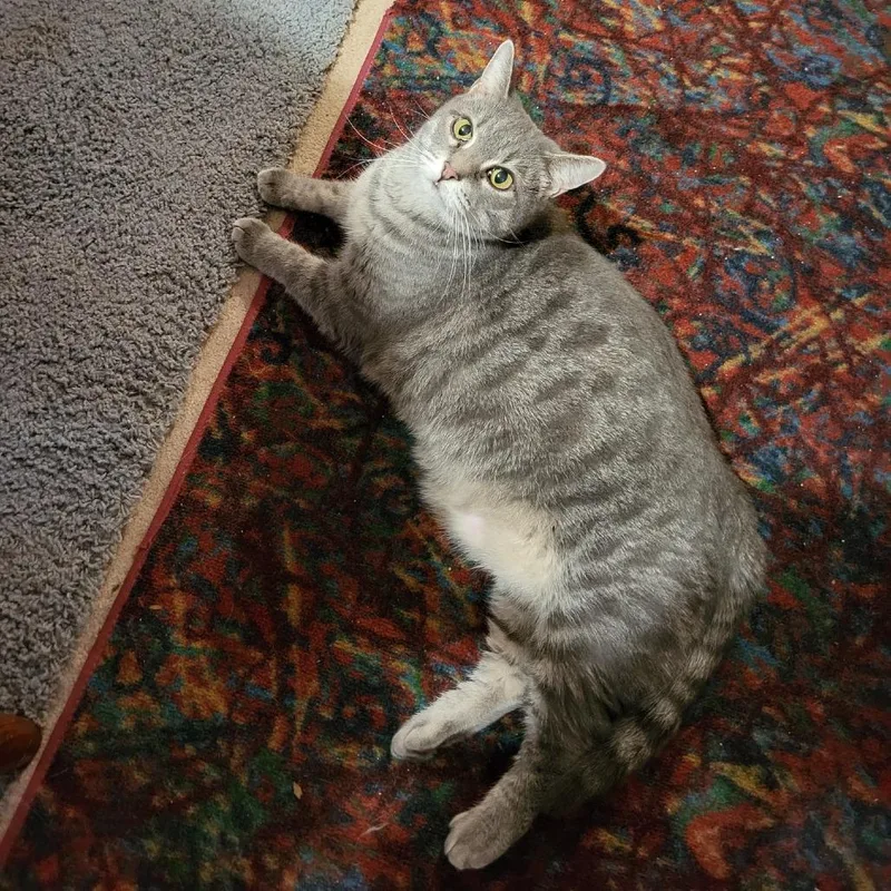 A senior small-sized female Gray / Blue / Silver Domestic Short Hair cat named Ashley for adoption in Columbus, GA