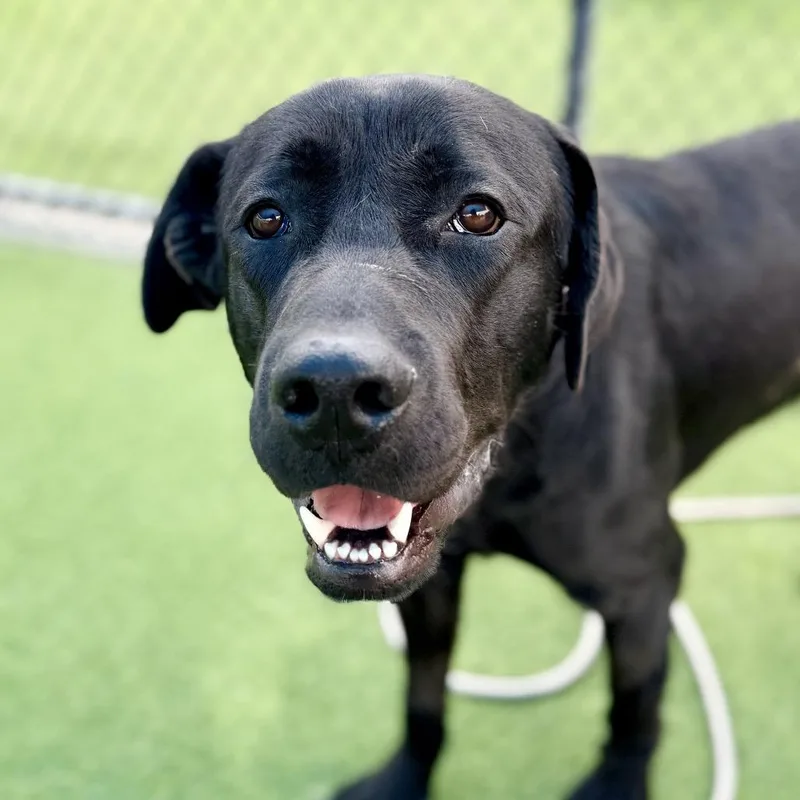 Bixley A thumbnail 3