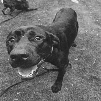 Bixley A thumbnail 5